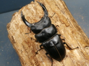 オオクワガタ（能勢）85ミリ♂♀ペア No.1007