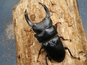 オオクワガタ（能勢）84ミリ♂♀ペア No.1008