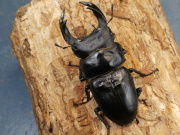 オオクワガタ（川西）77ミリ♂♀ペア No.1029