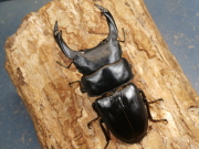 オオクワガタ（能勢）86ミリ♂♀ペア No.1067