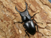 アカアシクワガタ幼虫3頭　No.1113