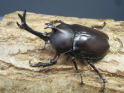 国産カブト ホワイトアイ初2令幼虫3頭　No.1133