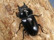 オオクワガタ（能勢産）46～49ミリ ♀単品 No.1142