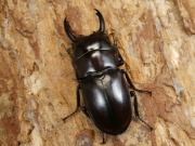 トレスノコギリ幼虫3頭 No.1179