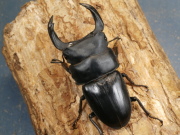 ホペイオオクワガタ82ミリ♂♀ペア No.1186