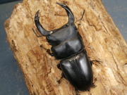 ホペイオオクワガタ81ミリ♂♀ペア No.1187