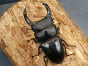ホペイオオクワガタ80ミリ♂♀ペア No.1188