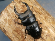 オオクワガタ（能勢）83ミリ♂♀ペア No.1191