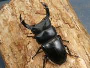 オオクワガタ ホワイトアイ（川西）64ミリ♂♀ペア　No.1193