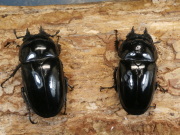 タランドゥス産卵済♀2頭　No.1196