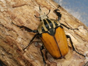 オーベルチュールオオツノカナブン幼虫3頭　No.1197