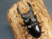 オオクワガタ（能勢）88ミリ♂♀ペア No.1200