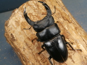 オオクワガタ（能勢）88ミリ♂♀ペア No.1201