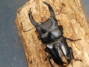 オオクワガタ（能勢）88ミリ♂♀ペア No.1202