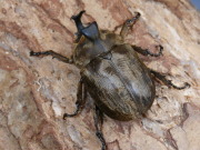 サビイロカブト3令幼虫♂♀ペア　No.1210