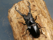 ギラファノコギリ（ジャワ）89ミリ♂♀ペア No.1213