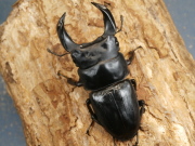 ホペイオオクワガタ71ミリ♂♀ペア No.1218