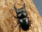 カミジョウオオクワ63ミリ♂♀ペア No.1219