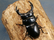 インドアンタエウス（レッドアイ）81ミリ♂単品　No.1221