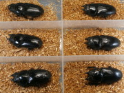 オオクワガタ産卵済み♀6頭　No.1226