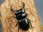 アンタエウス（インドアンテ）70ミリ♂♀ペア　No.1228