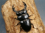 アンタエウス（ブータンアンテ）82ミリ♂♀ペア　No.1229