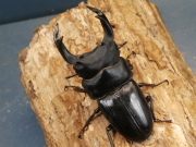オオクワガタ（久留米）83ミリ♂♀ペア No.1235