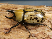 ティティウスシロカブト53ミリ♂単品　No.1241