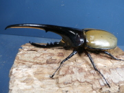 ヘラクレス（ヘラヘラ）148ミリ♂♀ペア　No.1243