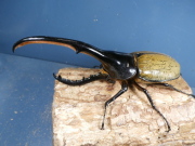 ヘラクレス（ヘラヘラ）164ミリ♂♀ペア　No.1258