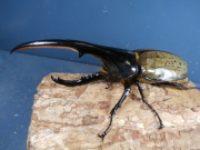 ヘラクレス（ヘラヘラ）152ミリ♂♀ペア　No.1259