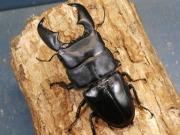 スマトラヒラタ初2令幼虫3頭 No.1262