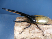 ヘラクレス（ヘラヘラ）150ミリ♂♀ペア　No.1302