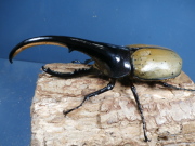 ヘラクレス（ヘラヘラ）147ミリ♂♀ペア　No.1303