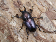 アウラタキンイロ（タスマニア）2♂1♀計3頭 No.1308