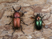 パプアキンイロ（パプキン）♂♀ペア　 No.1309