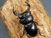 アンタエウス（インドアンテ）75ミリ♂♀ペア　No.1310