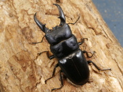 本土ヒラタ60ミリ♂単品 No.1314