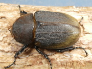 ヘラクレス（ヘラヘラ）産卵済♀単品　No.1316