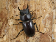 ヤエヤマコクワ27ミリ♂♀ペア 　No.1318