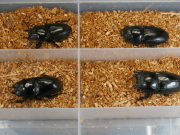 クワガタ産卵済み♀4頭　 No.1319