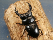 アンタエウス（インドアンテ）84ミリ♂♀ペア　No.1320