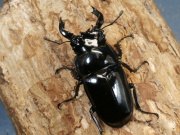 タランドゥス60ミリ♂単品　No.1324