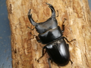 オオクワガタ（川西産）72～74ミリ♂♀ペア No.1344