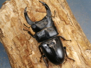 オオクワガタ（川西産）78～79ミリ♂♀ペア No.1346