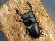 オオクワガタ（久留米）70ミリ♂♀ペア No.1350