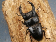 オオクワガタ（川西産）81ミリ♂♀ペア No.1354