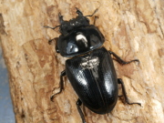 オオクワガタ（川西産）58ミリ♀単品 No.1362