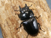 オオクワガタ（川西産）57ミリ♀単品 No.1363