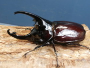 ケンタウルスオオカブト3令幼虫♂♀ペア　No.1364